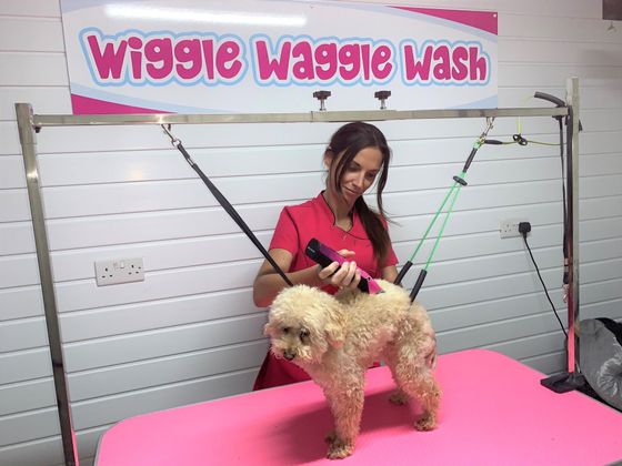 Dog grooming for large dogs hot sale near me